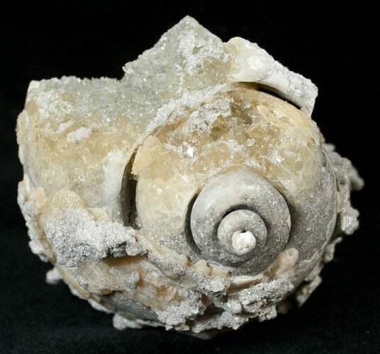 Fossil Whelk with Golden Calcite Crystals - #14708